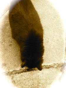 My cat, sniffing his crack. 