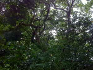 Looking up at the canopy of my wood. Yes. MY. WOOD.